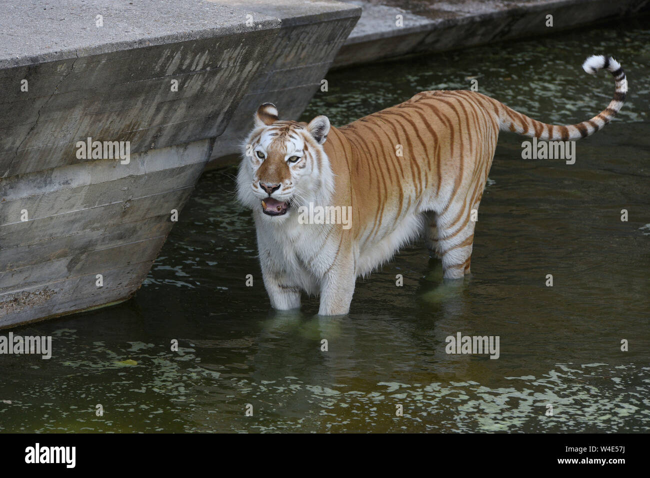 Madrid, Espagne. 22 juillet, 2019. Une femelle Bengal Tiger refroidit dans l'eau dans son enclos au zoo de Madrid, où des températures élevées jusqu'à 39Âº degrés Celsius au cours de l'après-midi.La deuxième vague de l'été continue en Espagne. L'espagnol de l'agence météo AEMET dit que trente sept provinces avec alerte rouge ou orange au cours de prochains jours, comme de très hautes températures pourraient constituer un danger pour la vie. Crédit : John Milner SOPA/Images/ZUMA/Alamy Fil Live News Banque D'Images