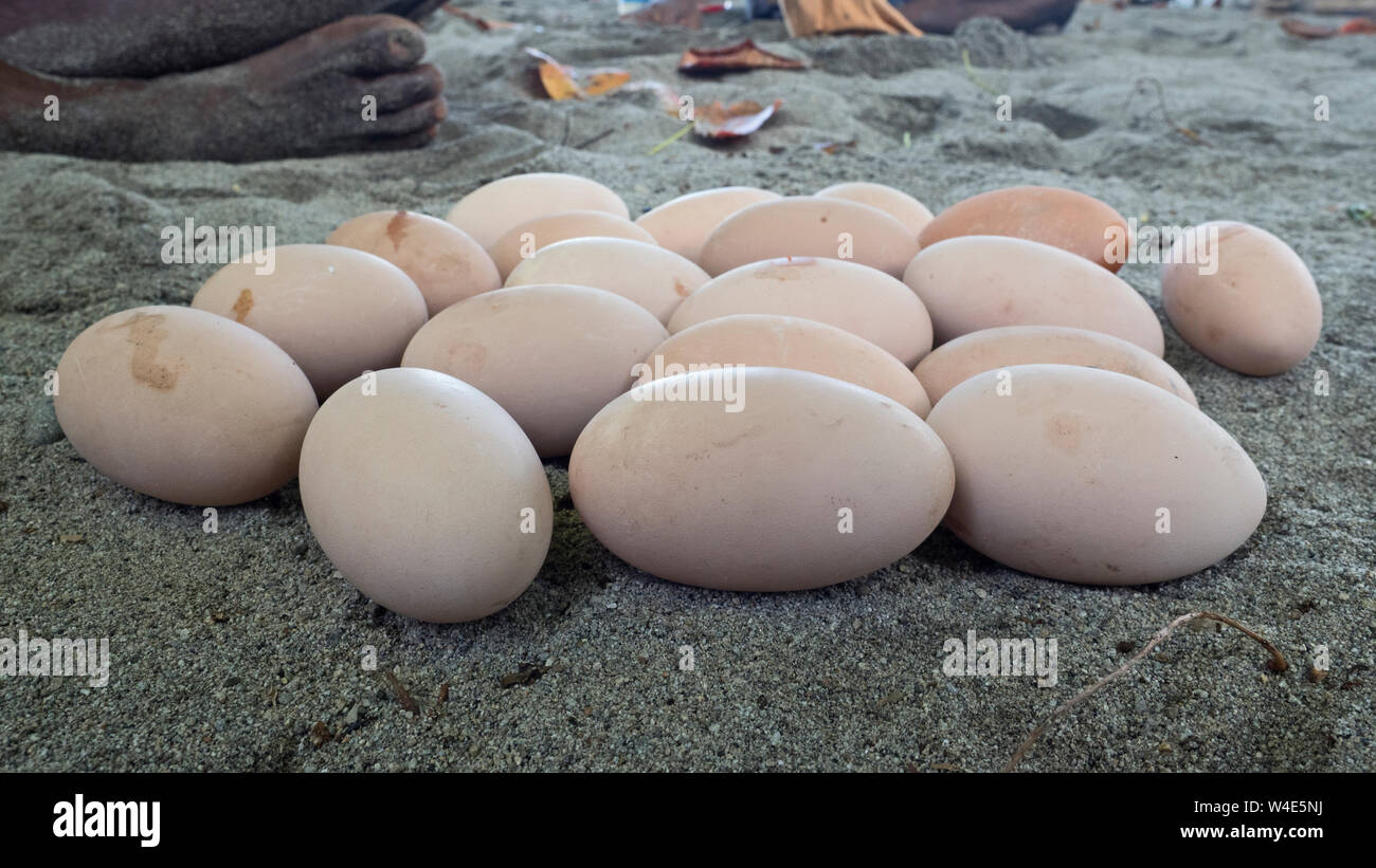 Les oeufs récoltés dans Megapode nidification de Megapode Mélanésien Megapodius eremita Savo Island, Îles Salomon, Pacifique Sud Banque D'Images