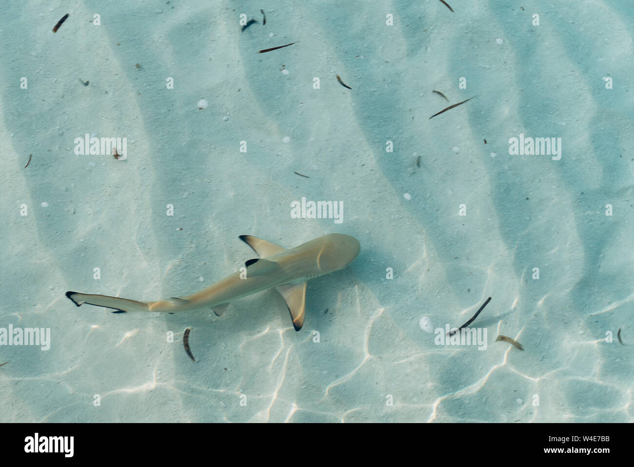 Baby Sharks Banque D Image Et Photos Alamy