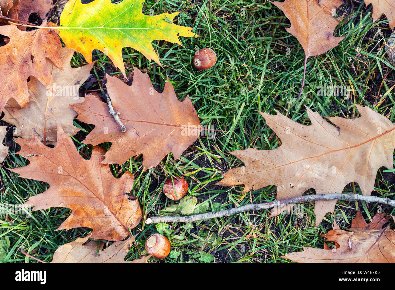 Feuilles de chêne et glands tombés sur l'herbe verte dans le parc de la ville ou la forêt au début de la saison d'automne. Beau bakground d'automne naturel lumineux Banque D'Images