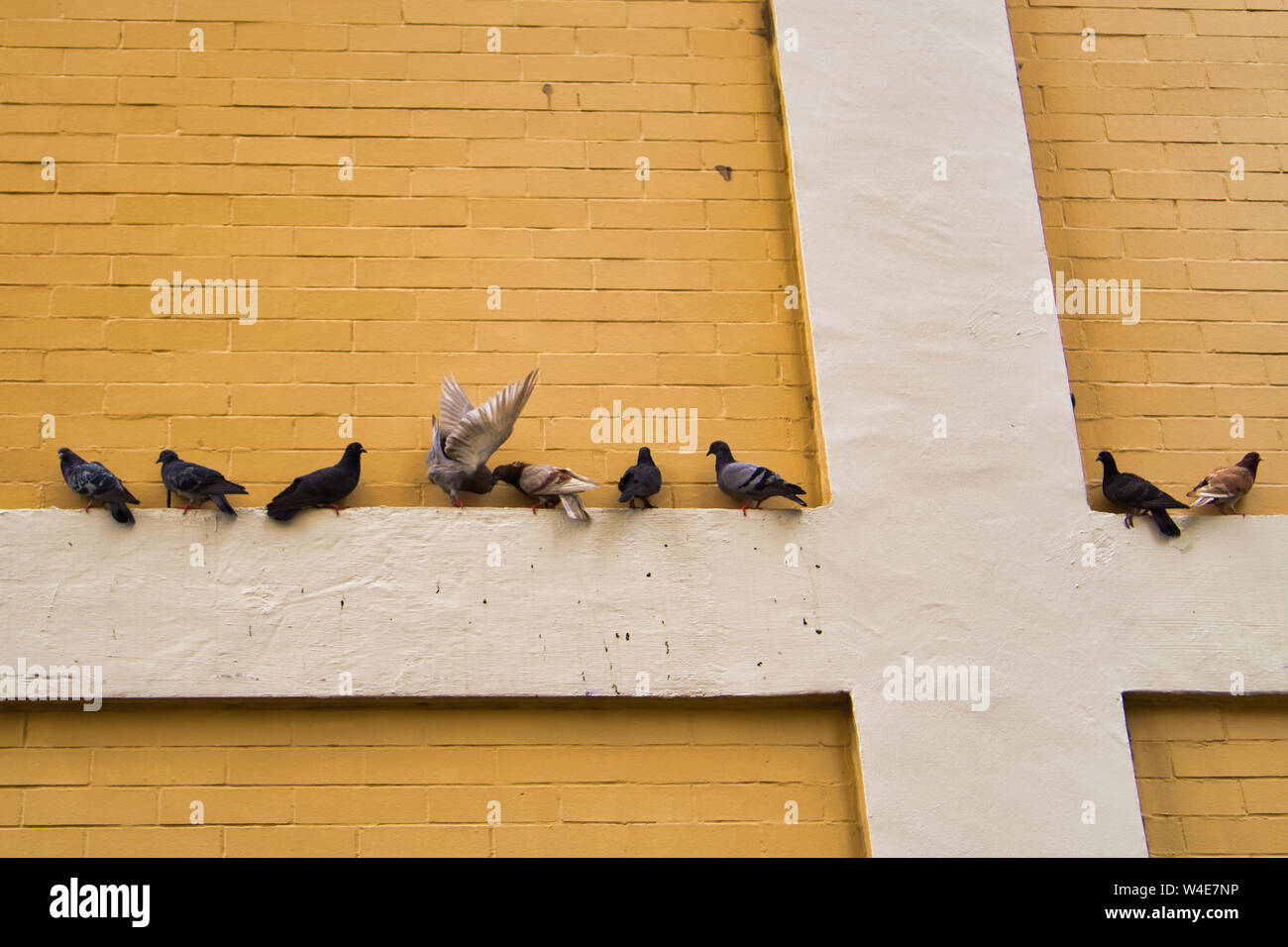 Un troupeau de pigeon est au bord du mur. en attente de la nourriture. Banque D'Images