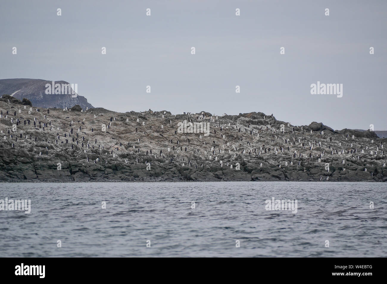 Colonies de pingouins reposant sur les rivages rocheux de l'Antarctique Banque D'Images