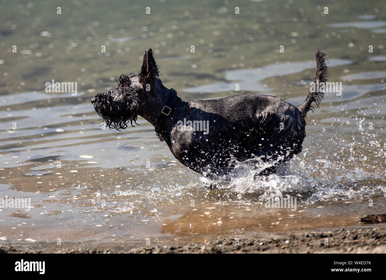 Scottish Terrier mix en marche et de s'éclabousser dans l'eau - l'île de Vancouver, Colombie-Britannique, Canada Banque D'Images