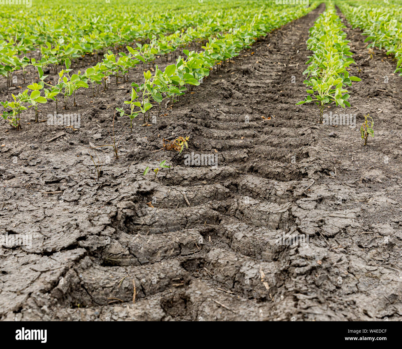 La bande de roulement des pneus du tracteur, marque les pistes entre les rangées d'un champ agricole de soja Banque D'Images
