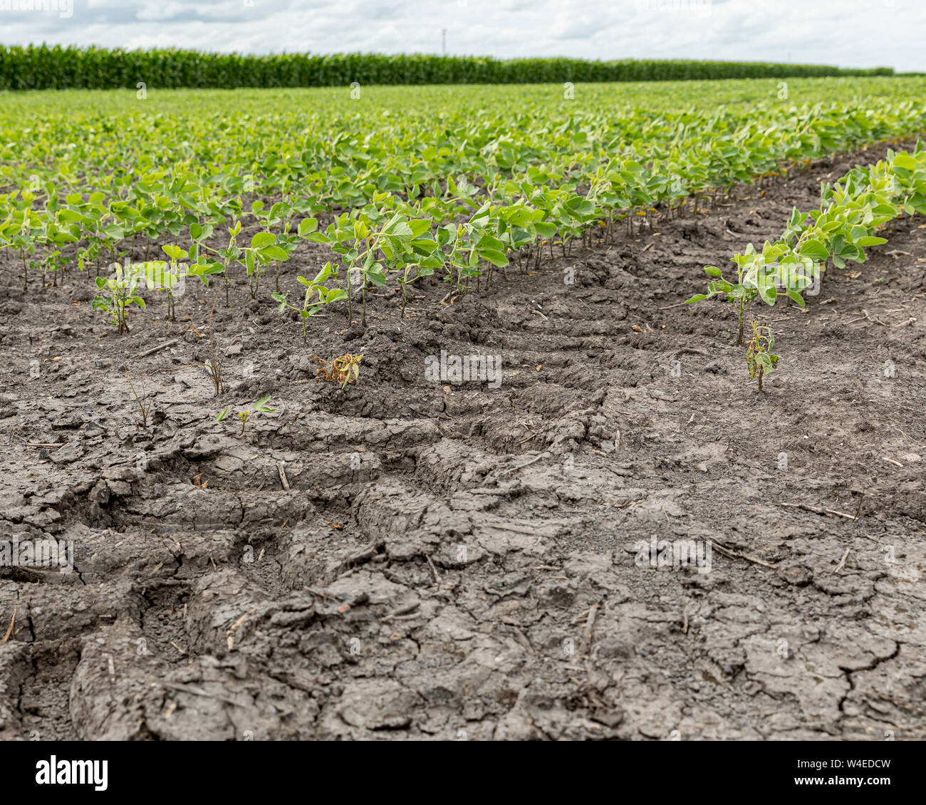 La bande de roulement des pneus du tracteur, marque les pistes entre les rangées d'un champ agricole de soja Banque D'Images