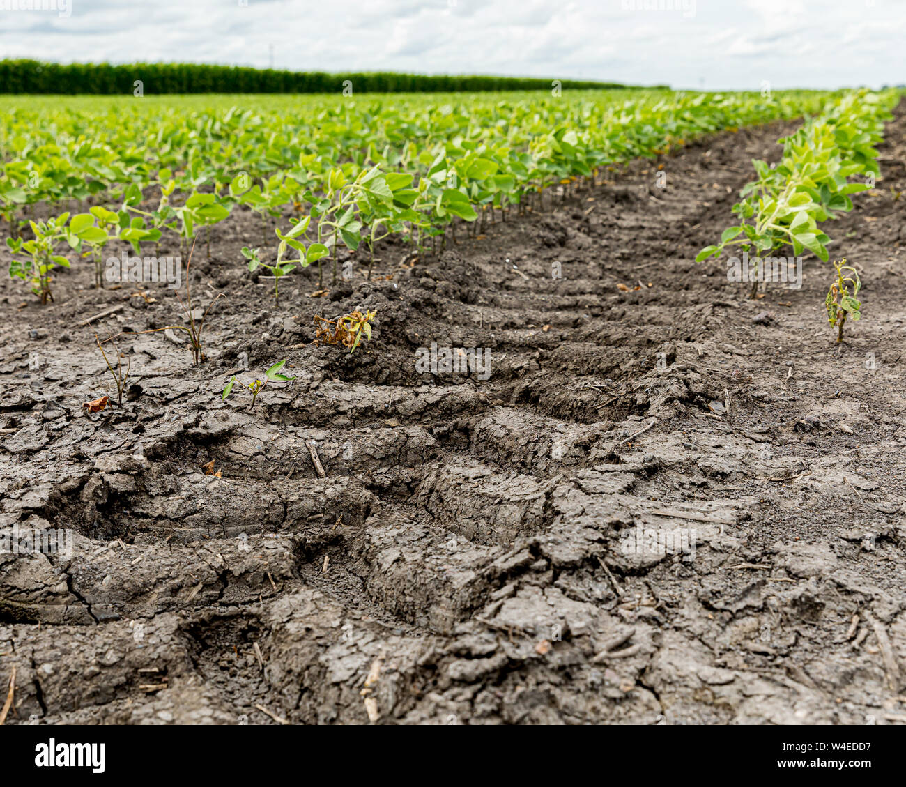 La bande de roulement des pneus du tracteur, marque les pistes entre les rangées d'un champ agricole de soja Banque D'Images