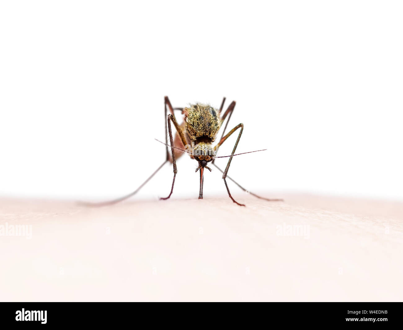 La fièvre jaune, le paludisme ou le virus Zika moustique infecté piqûre d'insecte isolé sur fond blanc Banque D'Images