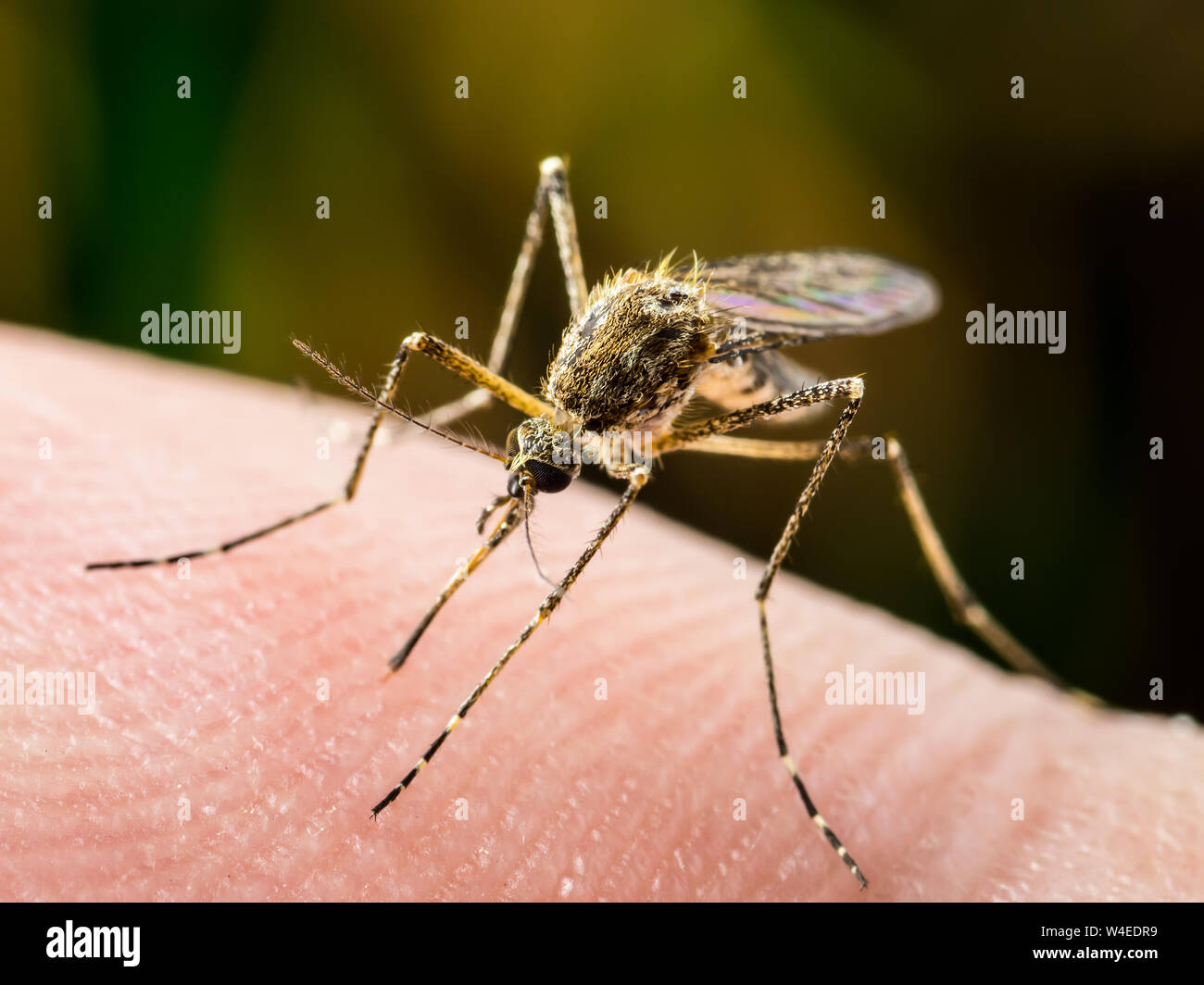 Infection zika Banque de photographies et d’images à haute résolution