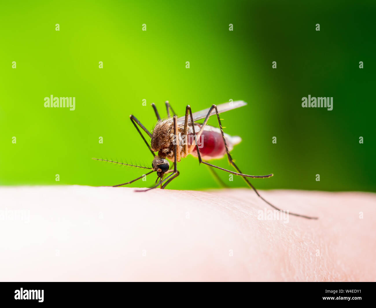 La fièvre jaune, le paludisme ou le virus Zika Moustique insecte Macro sur fond jaune Banque D'Images