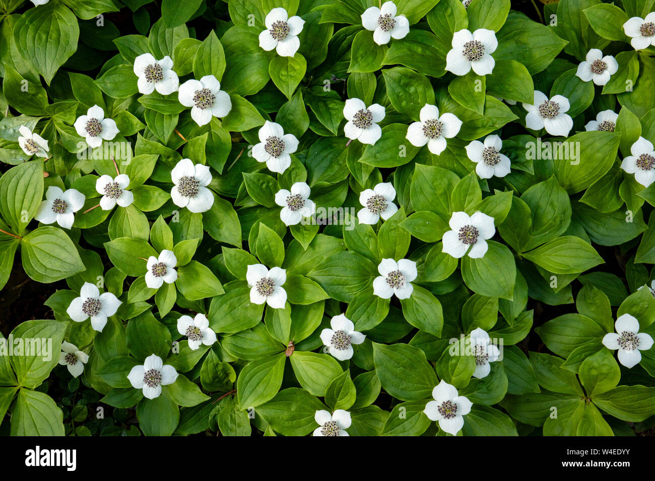 Dogwod rampante (Cornus canadensis) sur le sentier à Lady Fallls - Parc provincial Strathcona, près de Campbell River, Vancouver Island, British Columbia, CA Banque D'Images