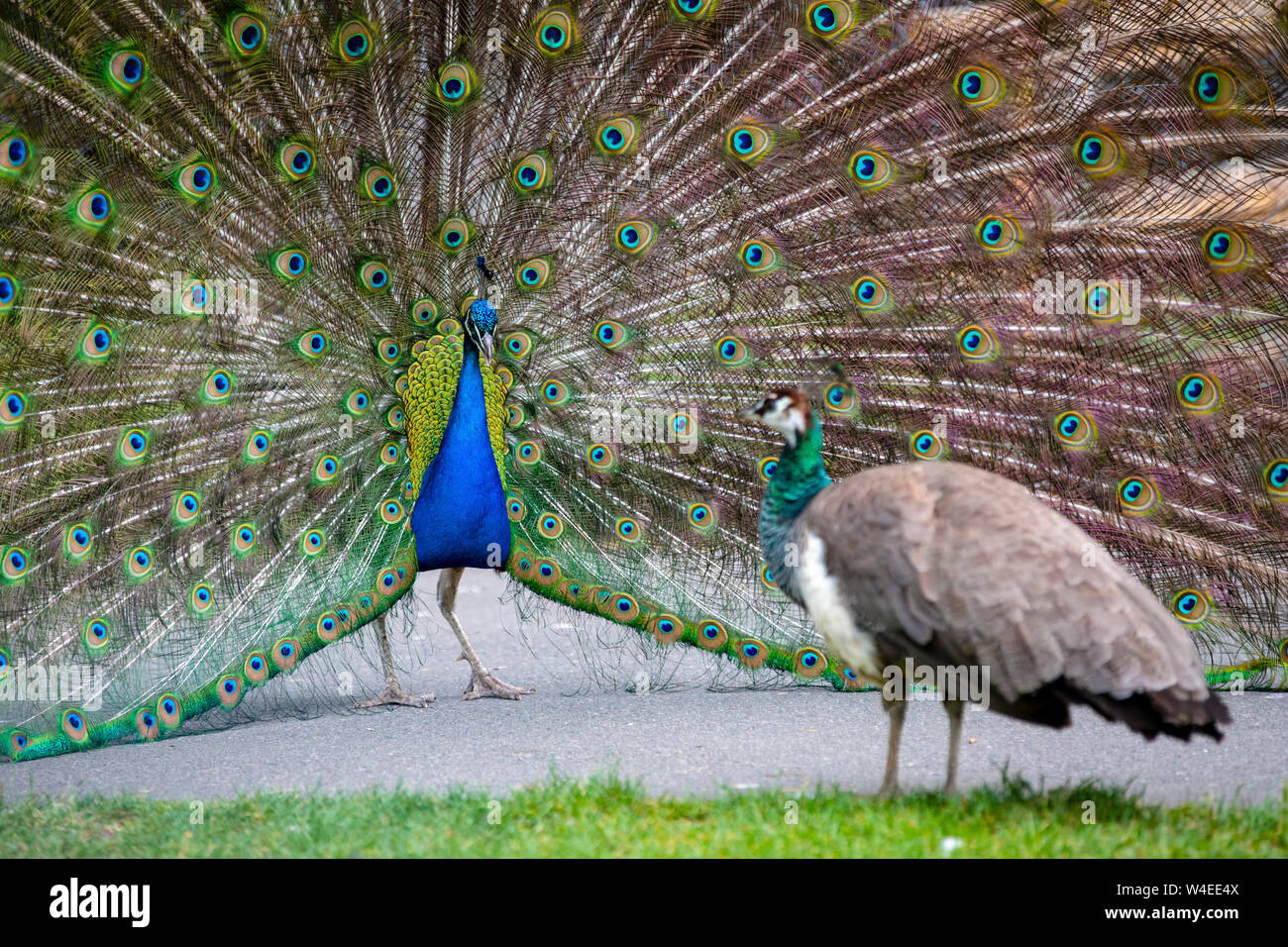 Paons indiens ou des paons bleus (Pavo cristatus) affichage pour femme - le parc Beacon Hill - Victoria, île de Vancouver, Colombie-Britannique, Canada Banque D'Images