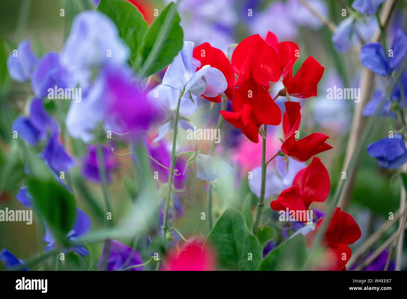 Pois de senteur (Lathyrus odoratus) - Jardins Butchart - Brentwood Bay, près de Victoria, île de Vancouver, Colombie-Britannique, Canada Banque D'Images