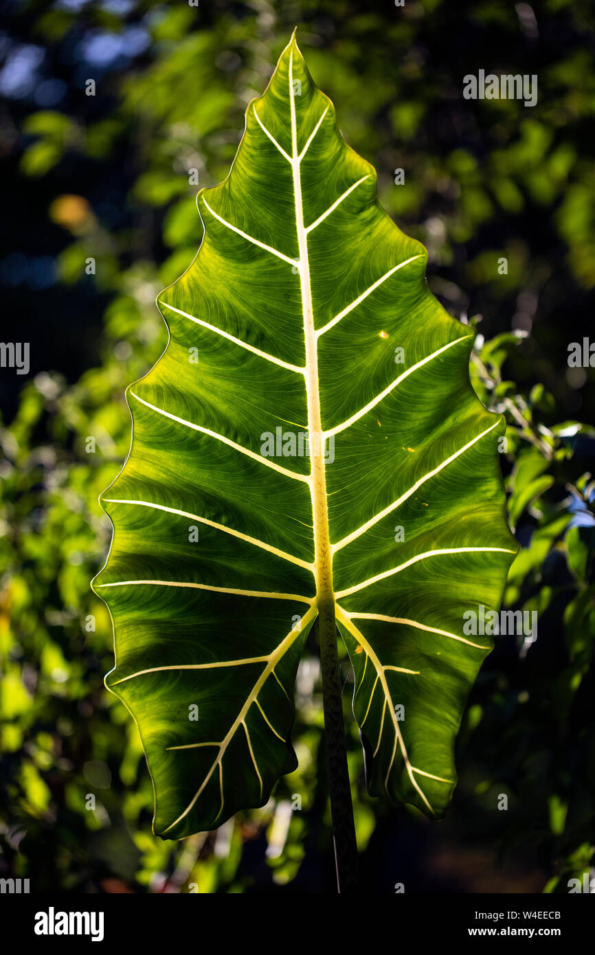 Elephant's ear leaf Banque de photographies et d'images à haute résolution  - Alamy