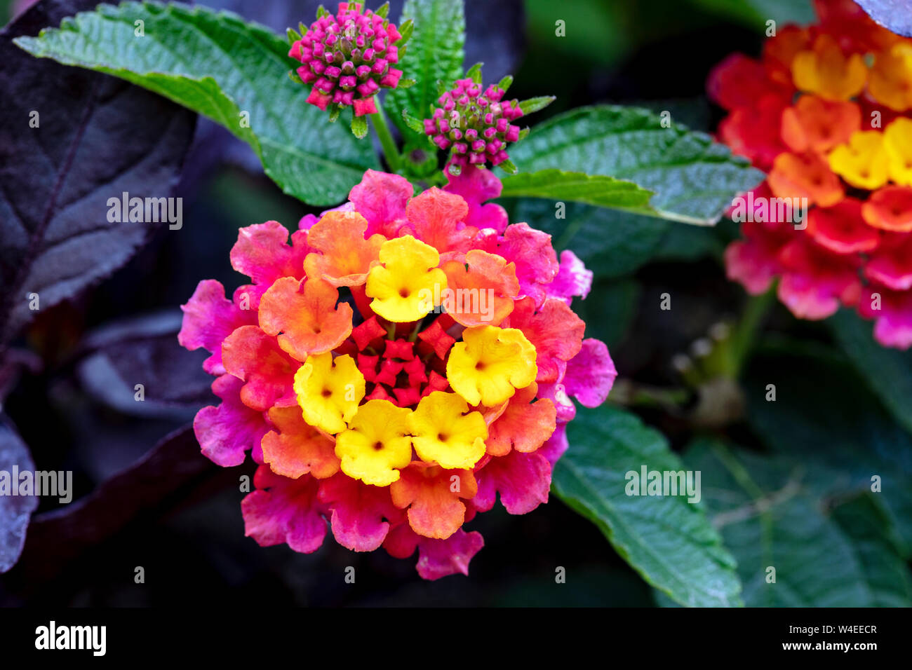 Lantana ou arbuste Verveine à Butchart Gardens - Brentwood Bay, près de Victoria, île de Vancouver, Colombie-Britannique, Canada Banque D'Images