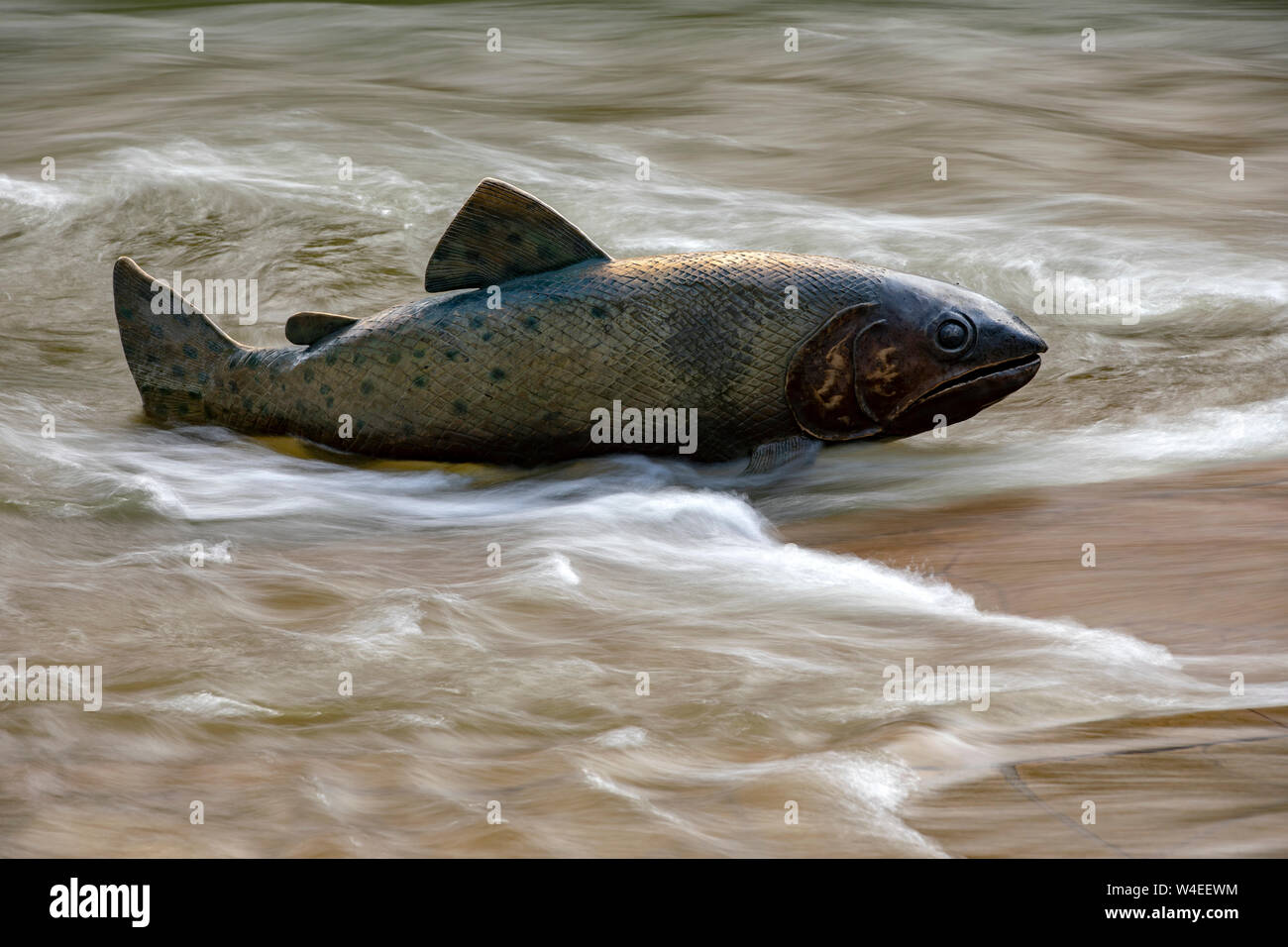 Retour de la truite fardée # 2 public art sculpture de l'artiste : Pat Madison. Faire fondre la neige, causant des niveaux d'eau dans le ruisseau clair - Golden, Colorado, USA Banque D'Images