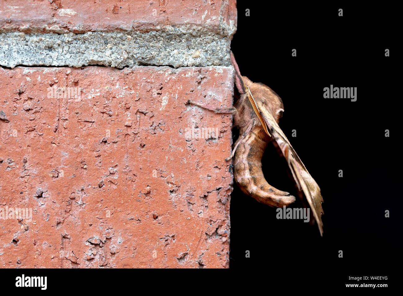 Papillon Sphinx aveugle (Paonias excaecatus) - Golden, Colorado, USA Banque D'Images