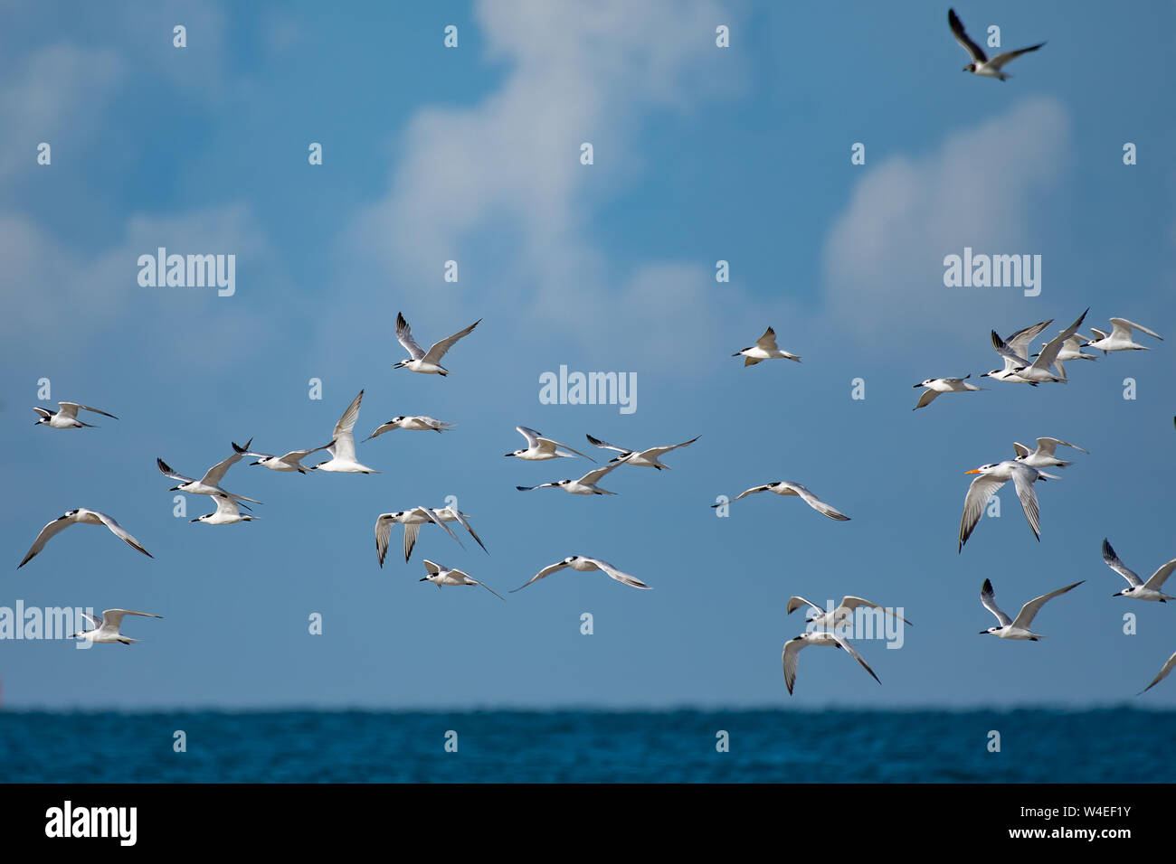 Vol d'oiseaux de rivage le long de la plage en Floride Banque D'Images