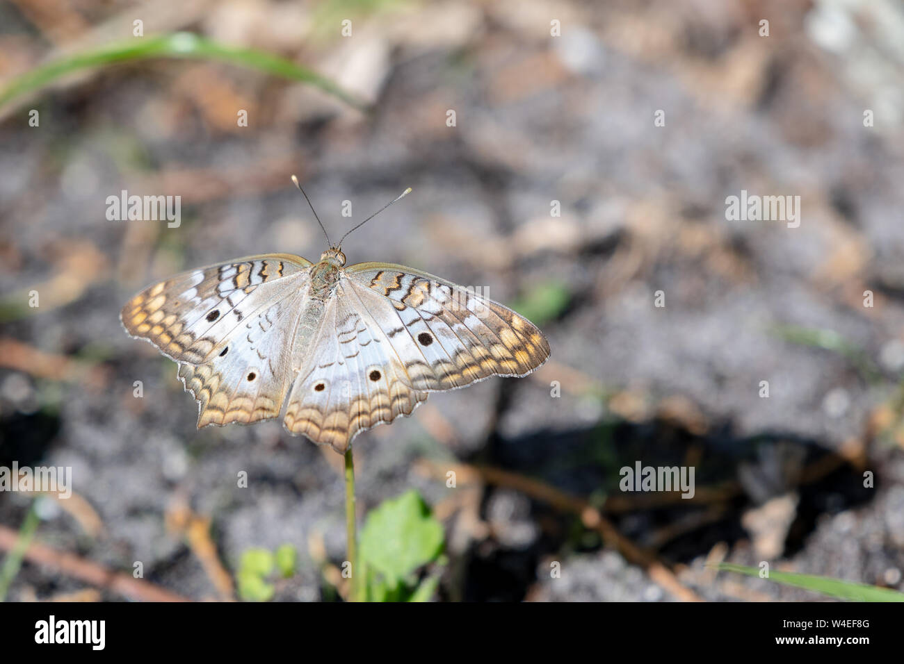 Papillon paon déploie ses ailes pour afficher un beau modèle de noir, blanc et orange. Banque D'Images