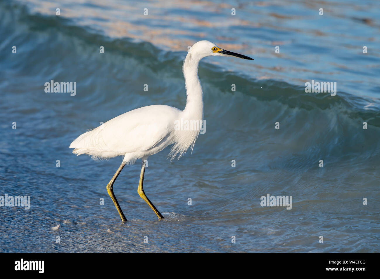 Aigrette neigeuse sur la chasse sur le rivage du golfe du Mexique en essayant d'esquiver les vagues comme ils rouler dans. Banque D'Images