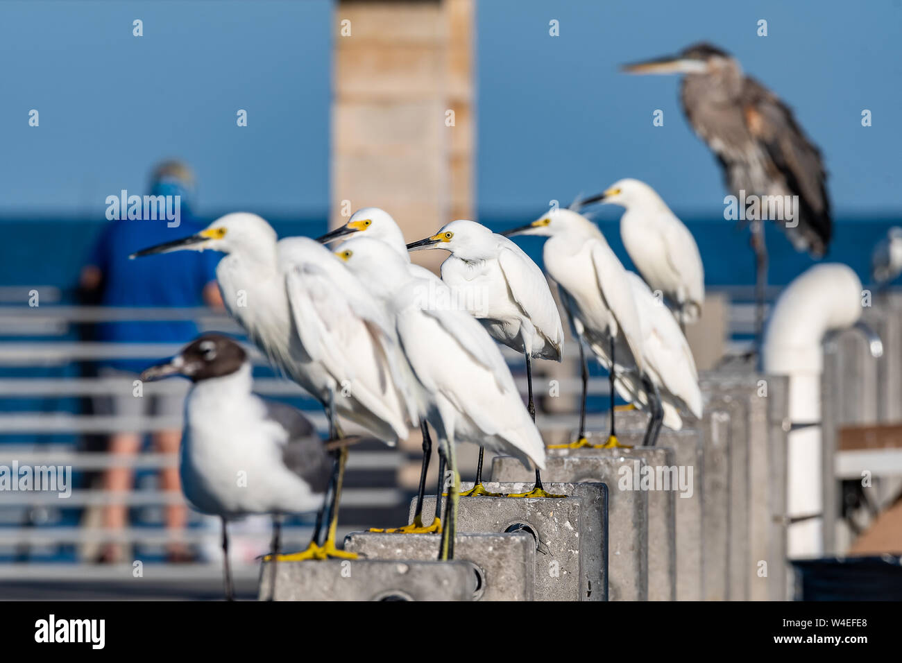 Les oiseaux de rivage sauvage alignés dans une rangée à un quai de pêche en Floride Banque D'Images