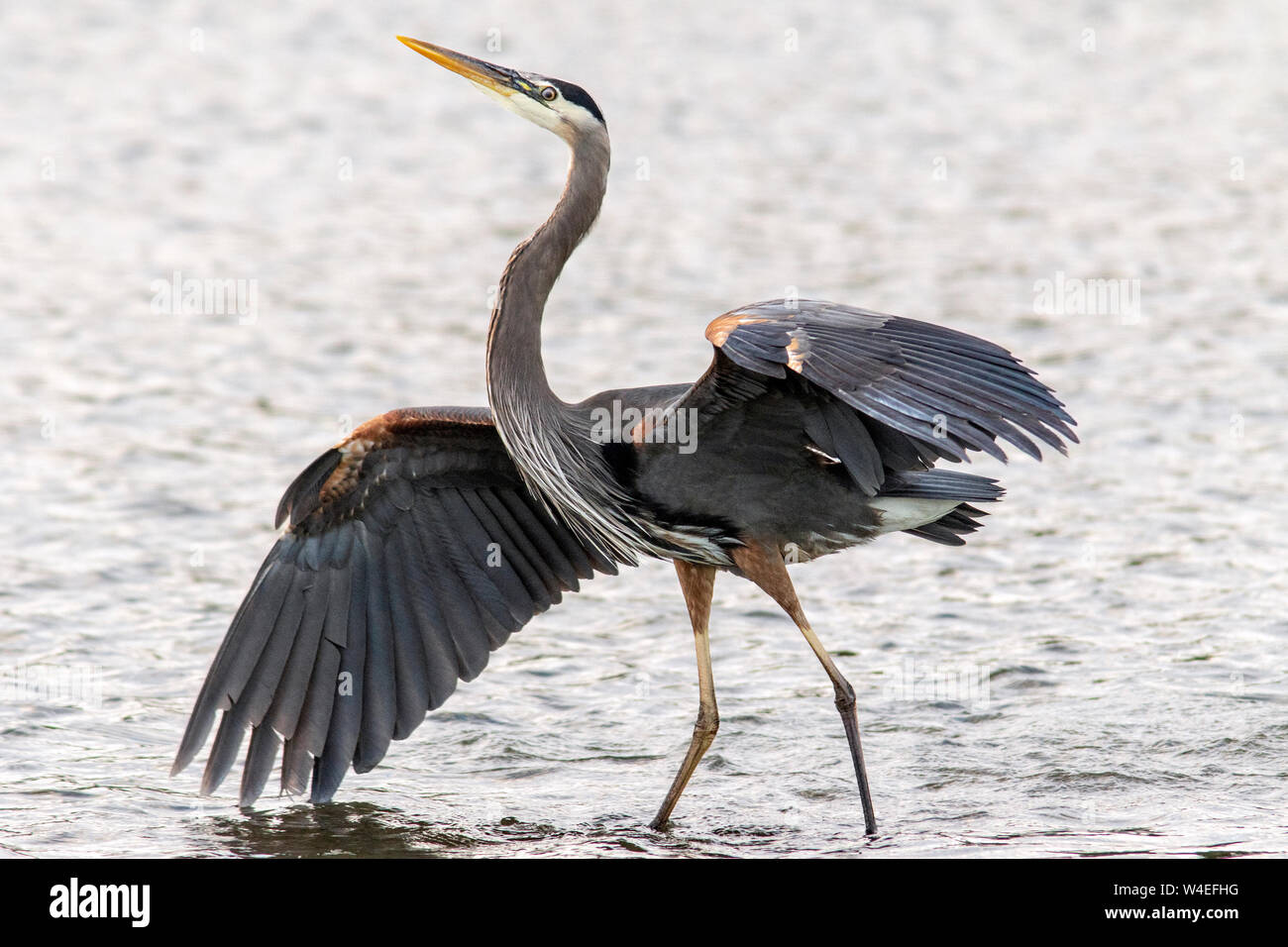 Grand héron (Ardea herodias) - Esquimalt Lagoon, Colwood, près de Victoria, île de Vancouver, Colombie-Britannique, Canada Banque D'Images