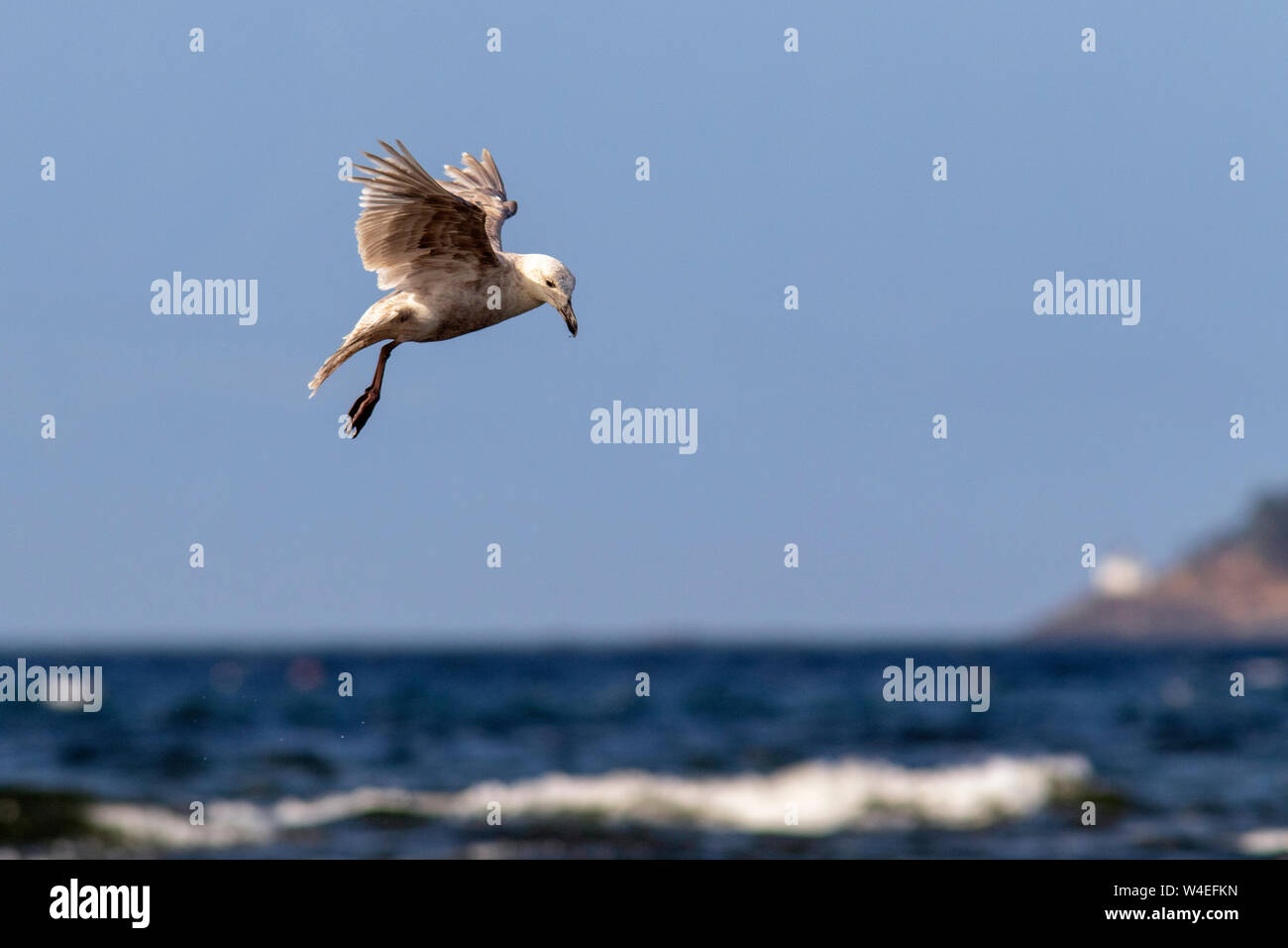 Goéland à ailes grises (Larus glaucescens) en vol - Esquimalt Lagoon, Colwood, près de Victoria, île de Vancouver, Colombie-Britannique, Canada Banque D'Images