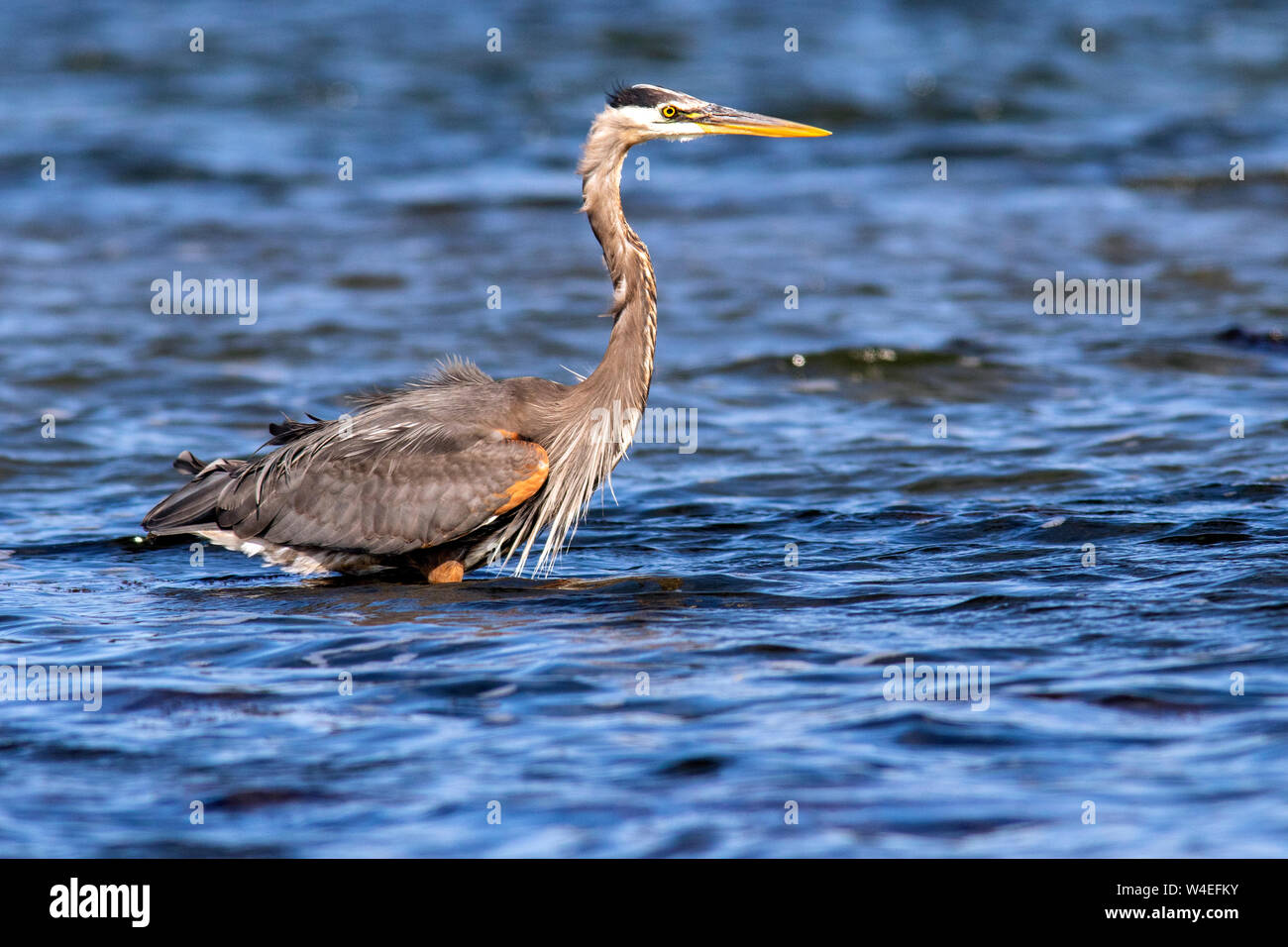 Grand héron (Ardea herodias) - Esquimalt Lagoon, Colwood, près de Victoria, île de Vancouver, Colombie-Britannique, Canada Banque D'Images