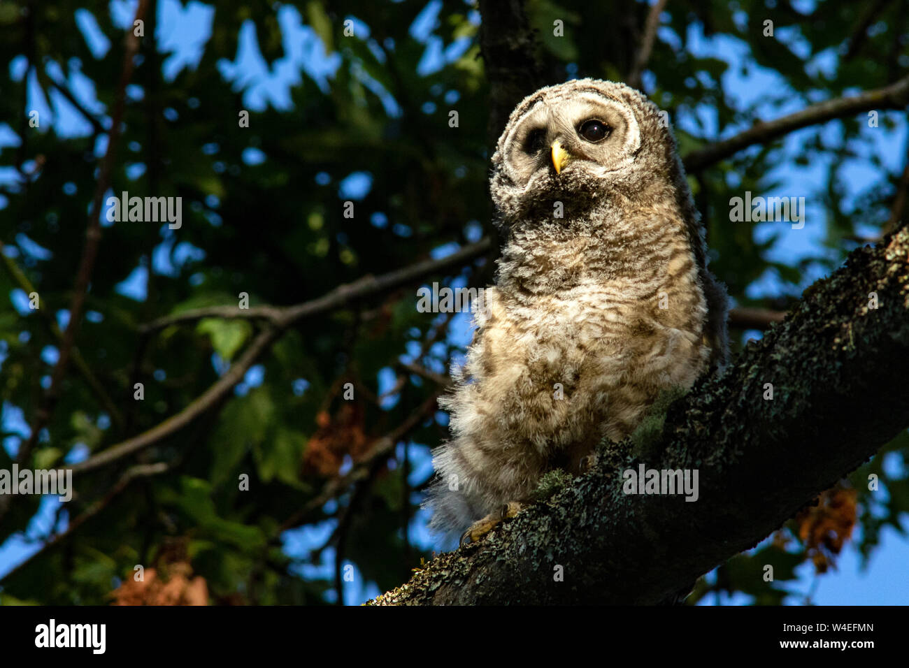 La Chouette rayée (Strix varia) dans le parc Beacon Hill - Victoria, île de Vancouver, Colombie-Britannique, Canada Banque D'Images