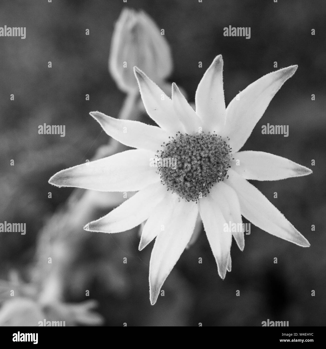 Monochrome de fleur et de bourgeon de flanelle simple, fleurs indigènes australiennes Banque D'Images