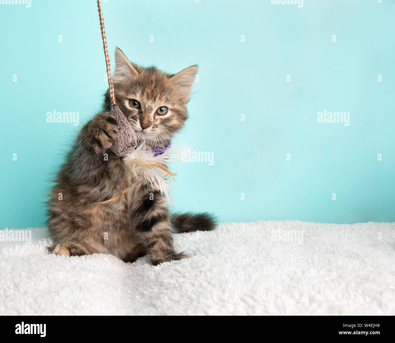 Fluffy mignon jeune chaton Tabby Cat de sauvetage portant des Mauve et blanc Poka Dotted Dentelle de patte assis et jouant avec String et la souris jouet sur Blue Ba Banque D'Images