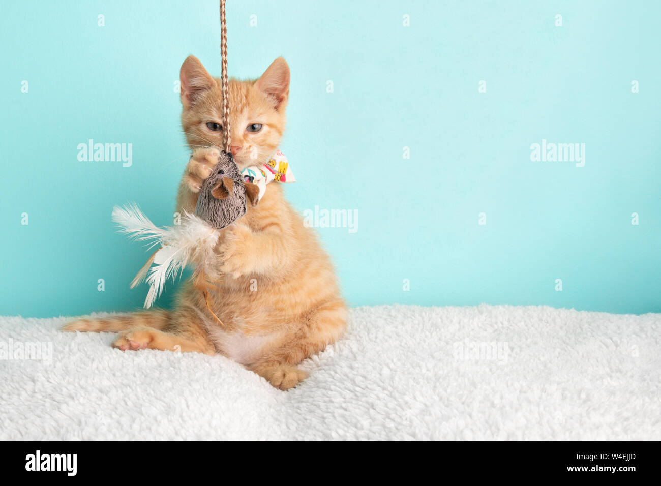 Jeune chat tabby Kitten Rescue Orange vêtu de blanc Noeud Papillon Fleur assis drôle de jouer avec String et la souris jouet sur fond bleu Banque D'Images