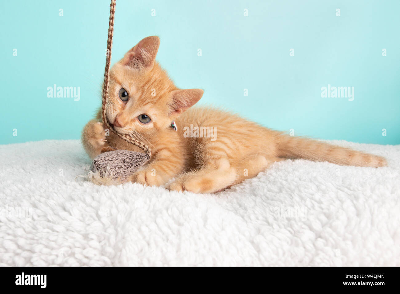 Jeune chat tabby Kitten Rescue Orange vêtu de blanc Noeud Papillon Fleur de patte allongée et jouer avec la souris Jouet et String sur fond bleu Banque D'Images