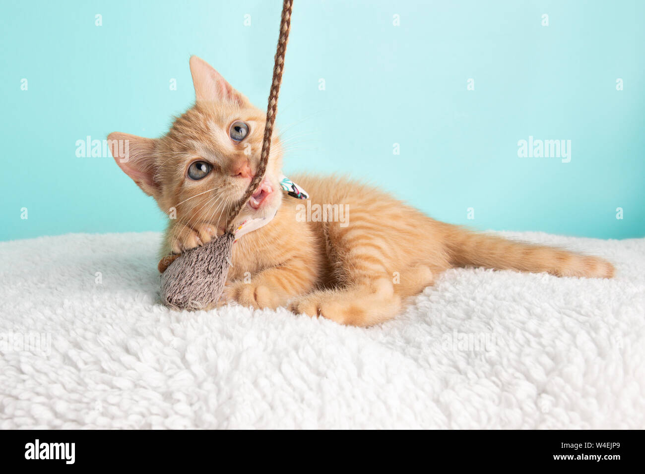 Jeune chat tabby Kitten Rescue Orange vêtu de blanc Noeud Papillon Fleur couchée à la mordre et en jouant de la souris et String jouet sur Blue Backgroun Banque D'Images