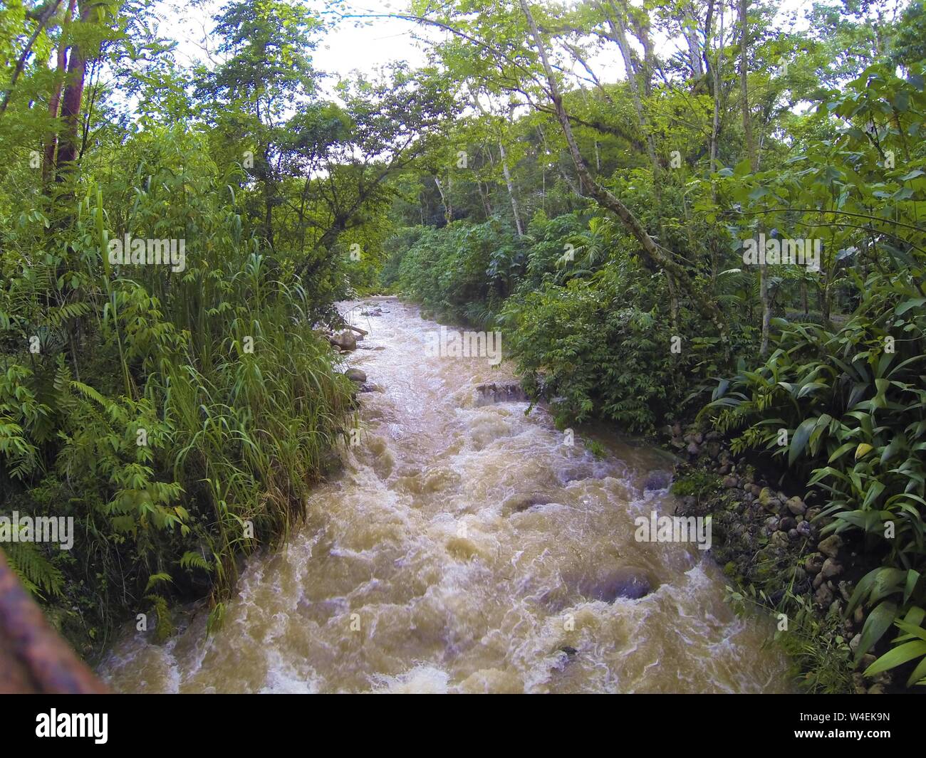 Jungle, rivière ou ruisseau de l'eau des inondations dans le parc national du Honduras près du lac Yojoa, rapids blancs de l'eau Banque D'Images