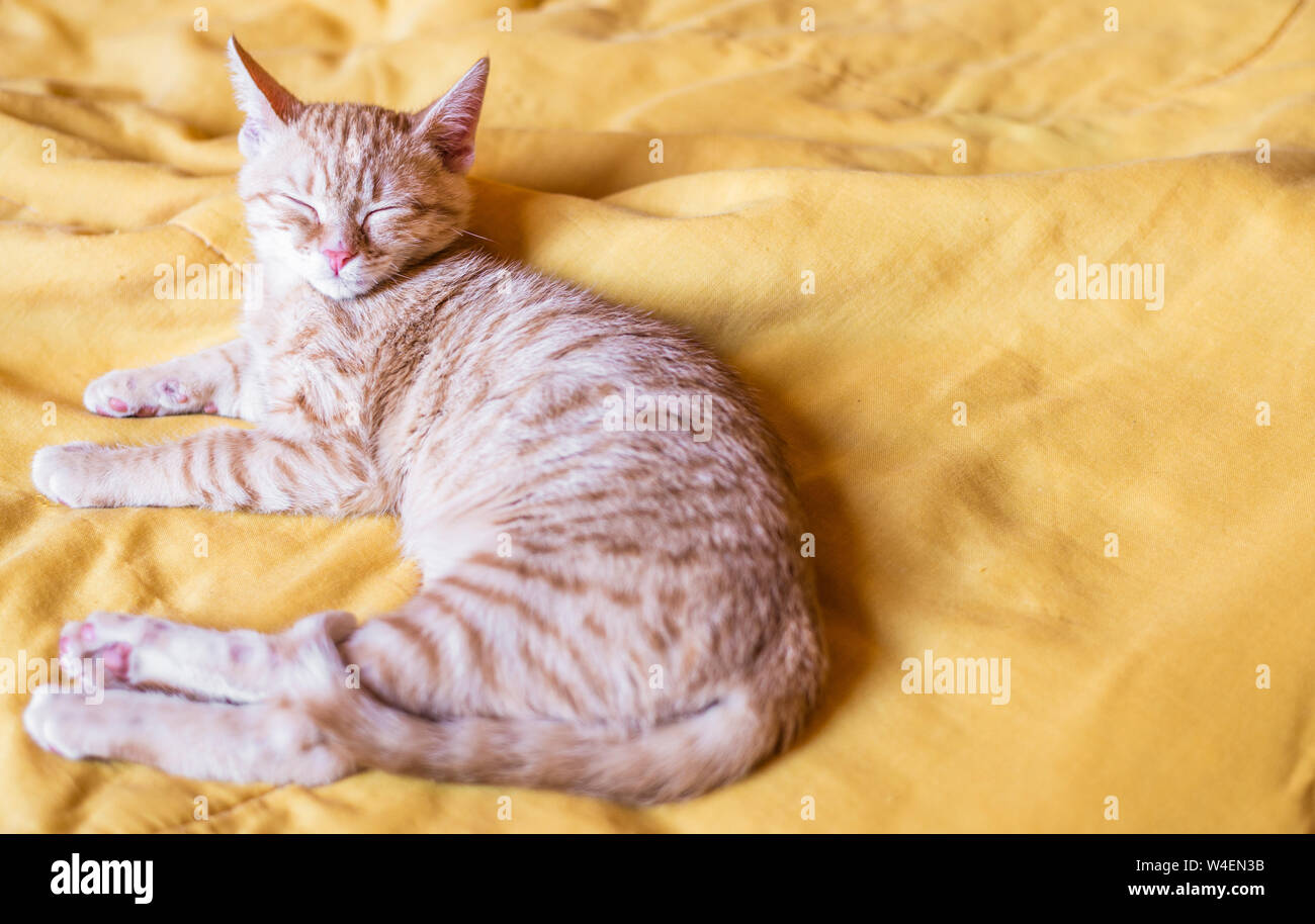 Close up of a cute orange tabby kitty cat sleeping Banque D'Images