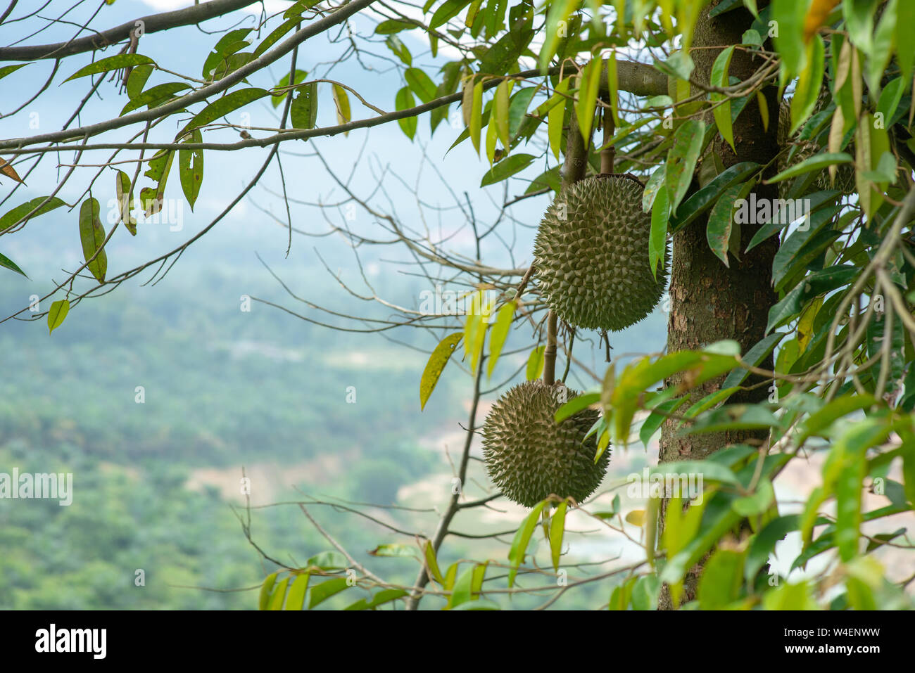 La Malaisie célèbre roi des fruits prunellier durian tree. Banque D'Images