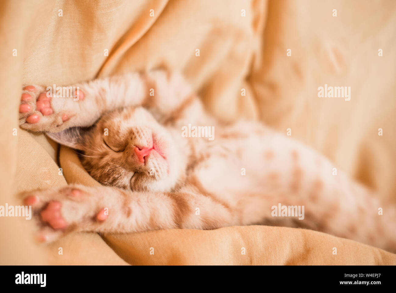 Close up of a cute orange tabby kitty cat sleeping Banque D'Images