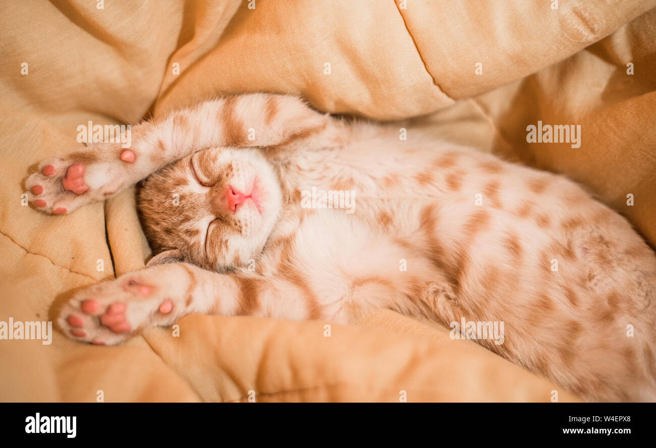 Close up of a cute orange tabby kitty cat sleeping Banque D'Images