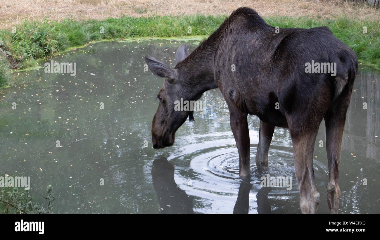 Femelle orignal (Alces alces) boire l'eau du bassin. Banque D'Images