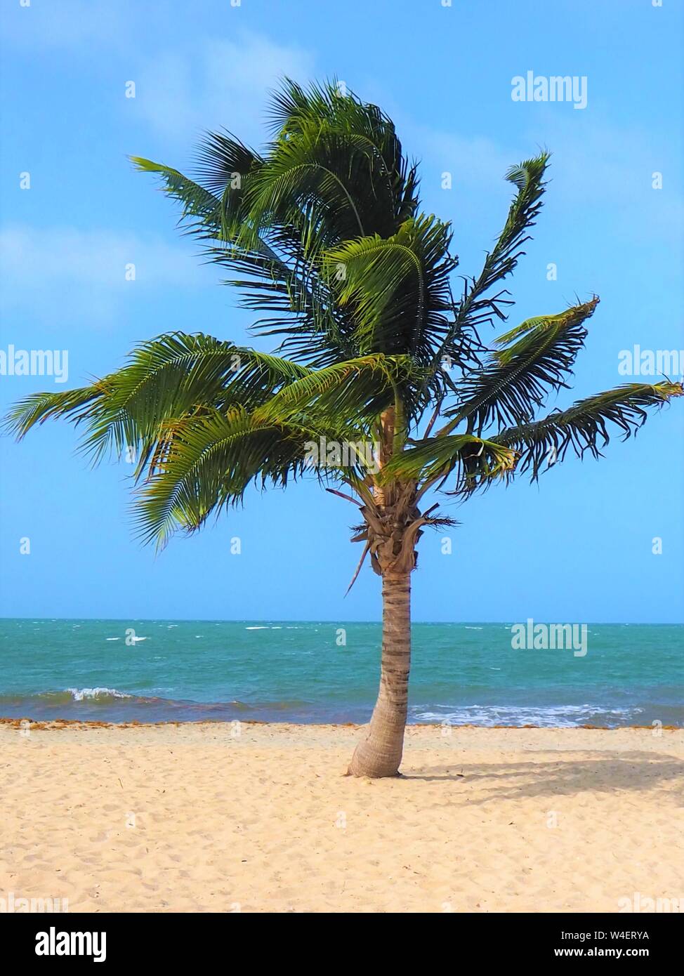 Plage de Placencia, Belize, de palmiers tropicaux et de la mer et du sable sur la plage dans les Caraïbes. Banque D'Images