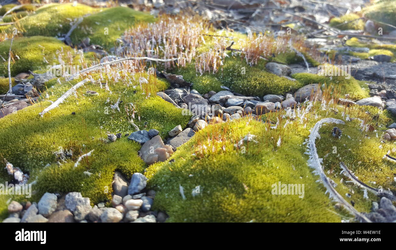 Arrière-plan d'une photo d'herbe après les premières gelées d'automne Banque D'Images