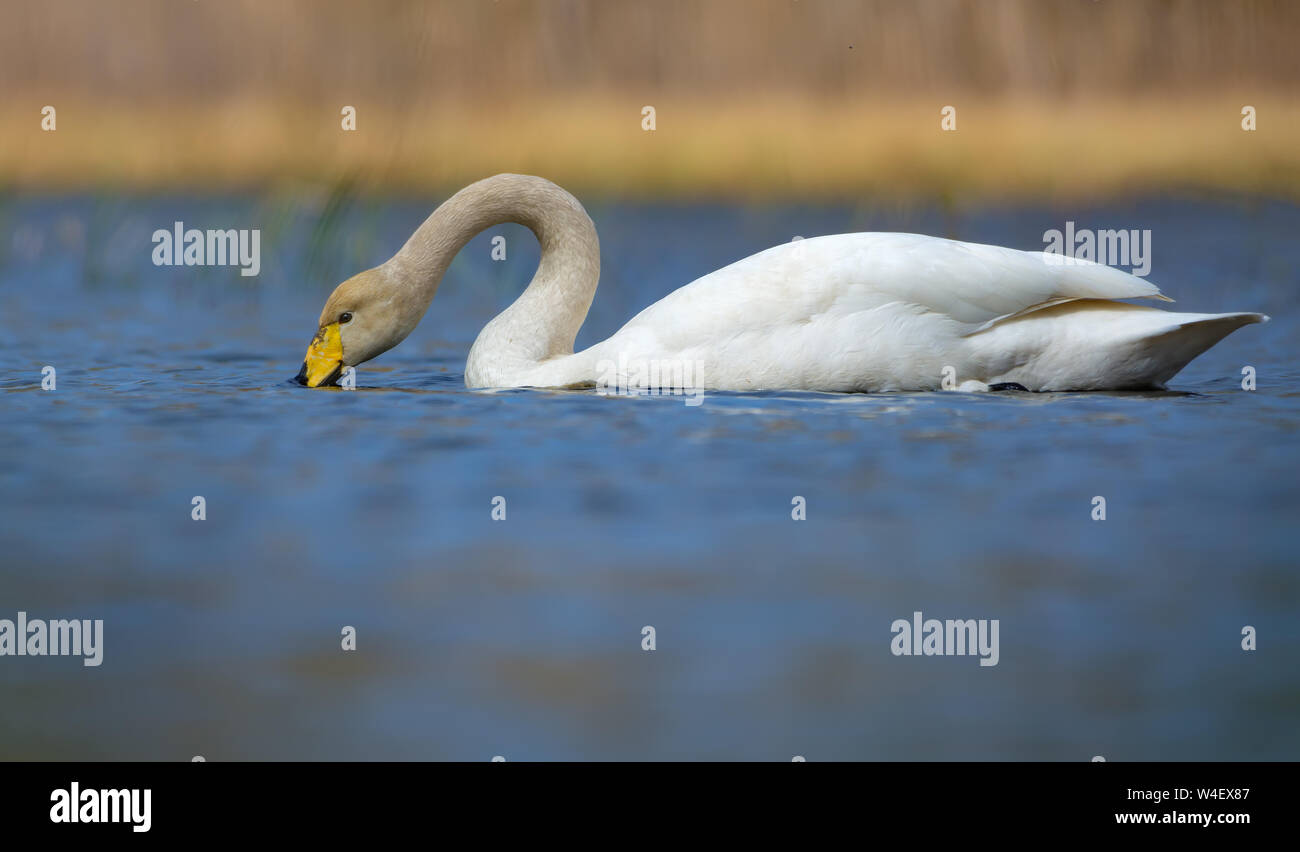 Cygne chanteur rss avec le cou et le bec immergé dans l'eau de couleur bleu vif du lac au printemps Banque D'Images