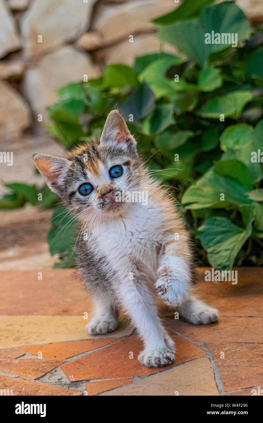 Calico écaille jeune chaton jouant avec une feuille Banque D'Images