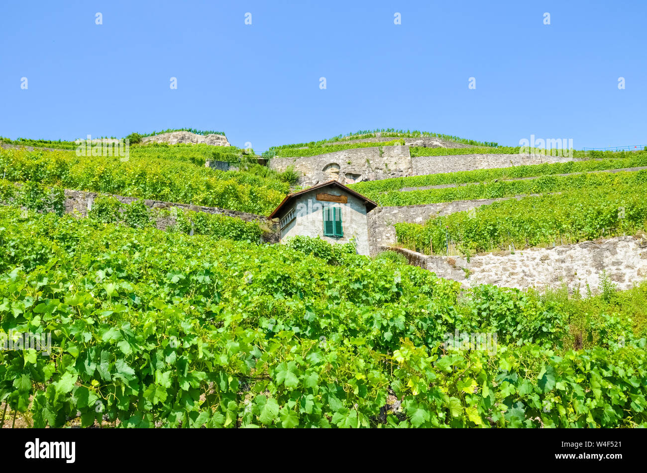 Belles vignes vertes sur les collines par le lac de Genève, Vaud, Suisse. Célèbre région viticole de Lavaux, Patrimoine de l'UNESCO. Bâtiment isolé dans les vignobles. La Suisse de l'été. L'élaboration du vin, de la viticulture, la cave. Banque D'Images