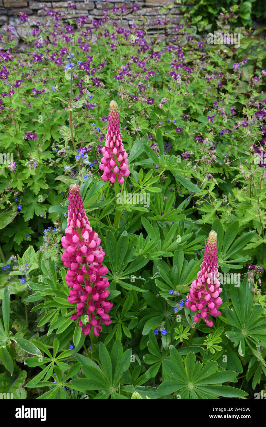 Château de Mey;lupins;jardin clos;fleurs;caithness;Ecosse Banque D'Images