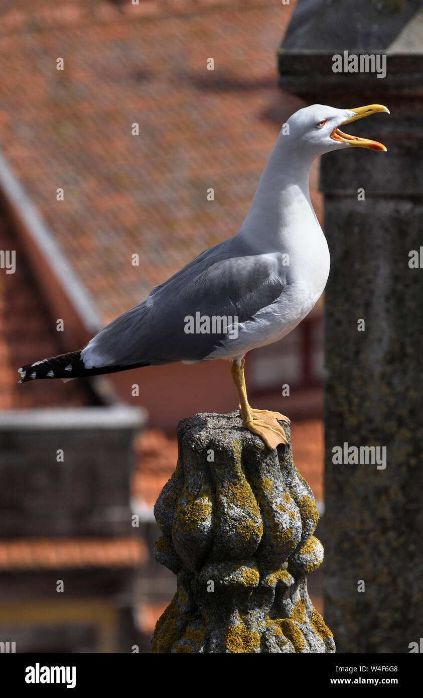 Goéland;larus michahellis;;toit;porto Portugal Banque D'Images