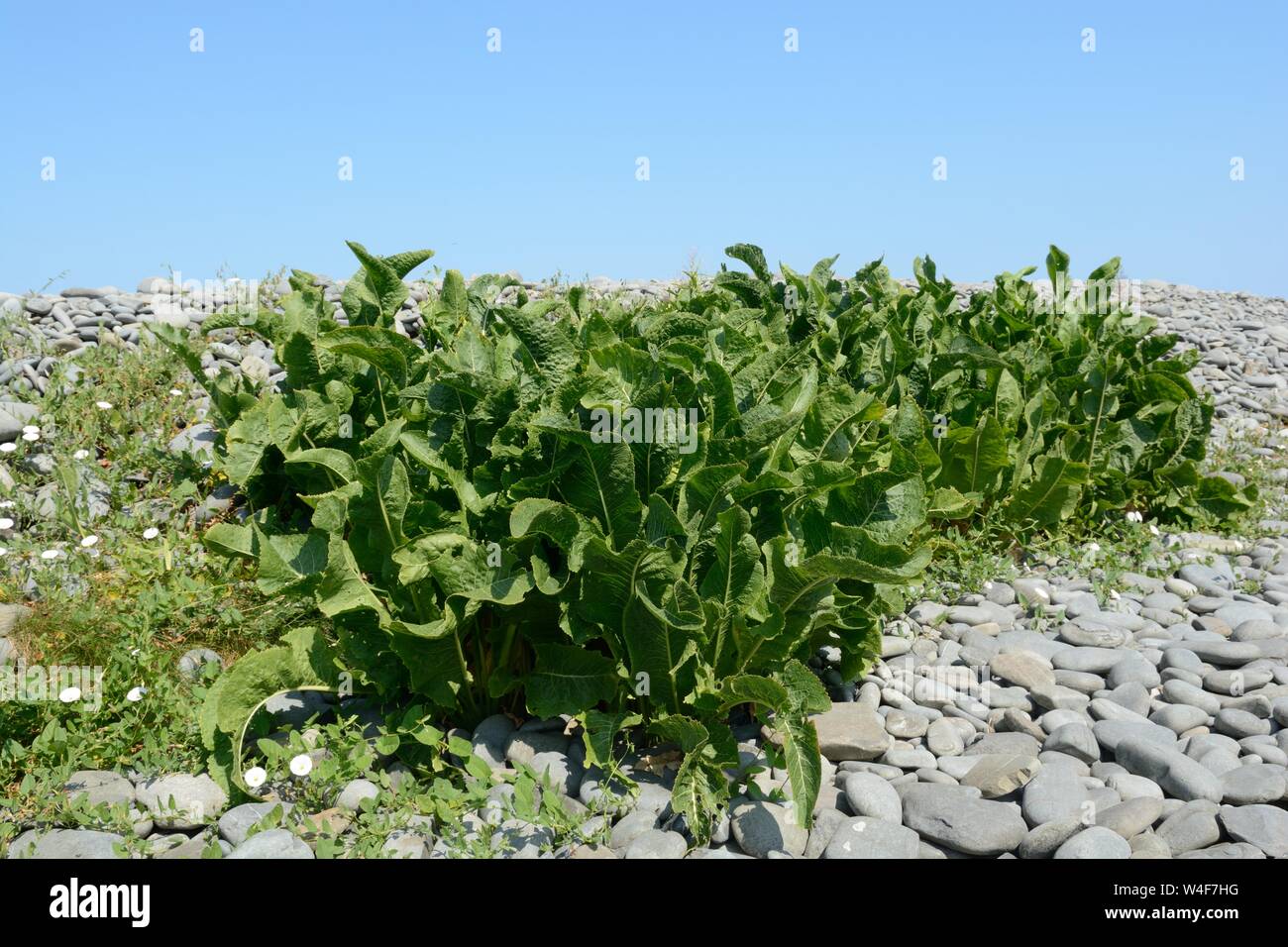 Beta vulgaris betterave mer épinards sauvages poussant sur plage de galets Banque D'Images