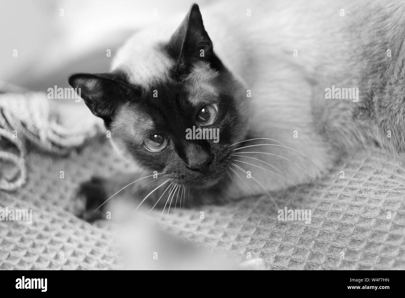 Portrait d'un chat siamois assis sur une couverture sur le canapé. Banque D'Images