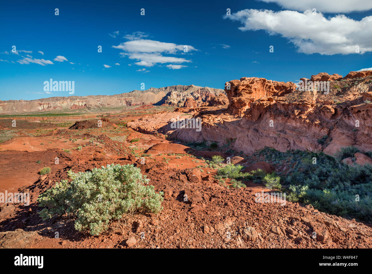Rochers de grès jurassique, canyon dans la région de Little Finland, Gold Butte National Monument, désert de Mojave, Nevada, États-Unis Banque D'Images