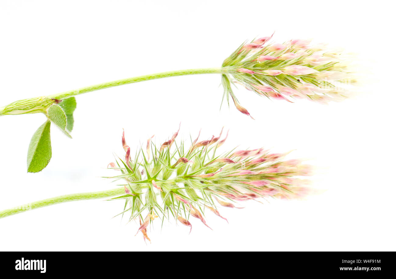 Photo d'une forêt, planter des fleurs, studio shot Banque D'Images